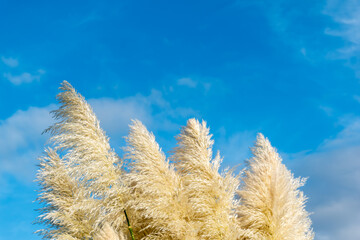 Cortaderia Selloana or pampas grass against the blue sky,