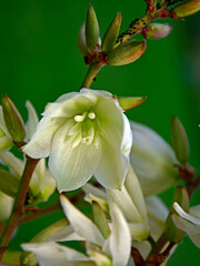 kwitnąca juka karolińska na tle niebieskiego nieba, Yucca filamentosa, Adam’s needle and thread	
