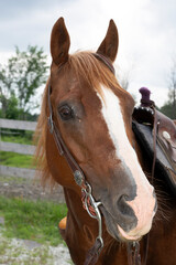 A beautiful quarter horse outside