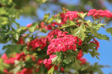 Branch of a blossoming hawthorn tree with beautiful pink flowers against blue sky as a romantic...