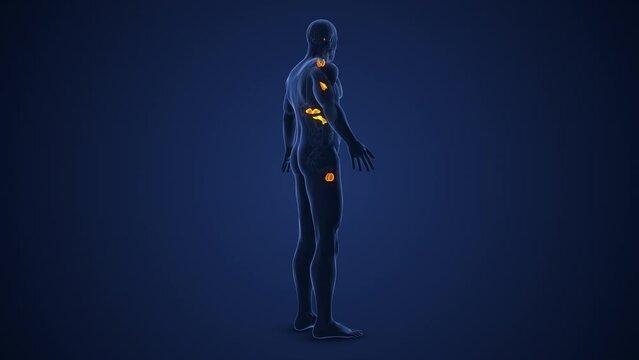 Human Endocrine System or Muscarinic acetylcholine receptor medical animation