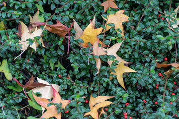 a beautiful rainy date encountered a colorful mini forest,autumn leaves Background with maple leaves