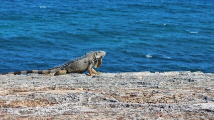 Puerto Rican Iguana