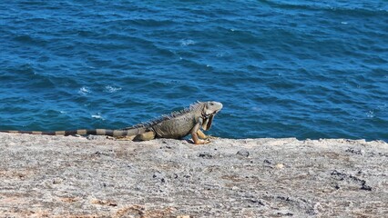 Puerto Rican Iguana
