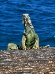 Puerto Rican Iguana