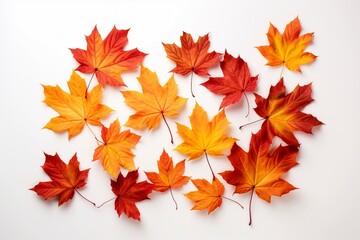 Naklejka na ściany i meble Autumn leaves arranged on a white background.