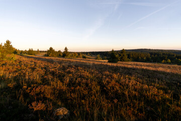 walk in Niedersfelder Hochheide in Winterberg at sunrise