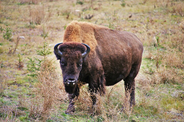 Buffalo in the field