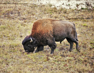 Buffalo eating