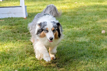 berger australien en agility 