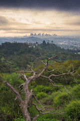 Los Angeles view from Griffith park