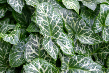 Arum italicum. Green leafs with rain drops,Italian Arum plants 