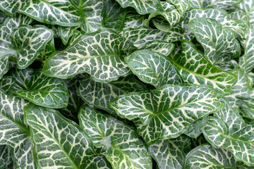 Arum italicum. Green leafs with rain drops,Italian Arum plants 