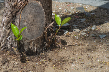 Green young shoot has grown from a cut tree trunk, respawning after lethal damage, rebirth. Concept...