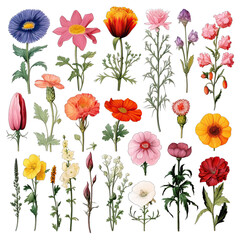 Fototapeta premium Flower Clipart. Isolated on a Transparent Background. Cutout PNG.