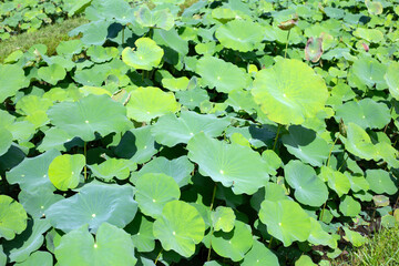 Beautiful green leaves of lotus flower in pond
