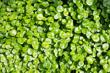 Gotu kola or centella asiatica. Green leaves of herb plant in the garden