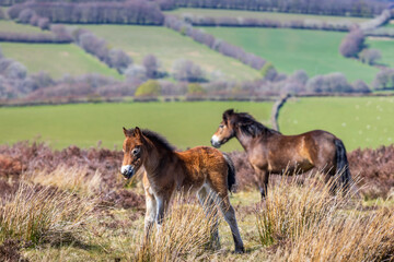 Naklejka na ściany i meble An Exmoor Pony and foal on Exmoor National Park in West Somerset, England.