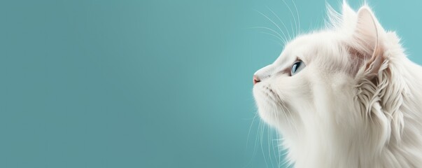close up white cat whit solid background - obrazy, fototapety, plakaty