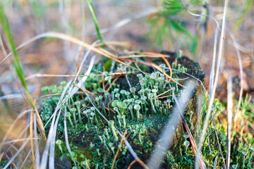 Moss and True cup lichen on an old stump. Pixie Cup Lichen. Cladonia chlorophaea. Cladonia pyxidata. Selective focus. Kreminna Nature Reserve, Lugansk reg., Ukraine.