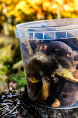 collected mushrooms in a bucket