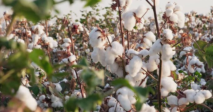 Close-up dry cotton bushes before harvest. Cotton harvesting. Agriculture