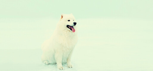 Winter image of happy white Samoyed dog looking away sitting on the snow in the park, blank copy space for advertising text