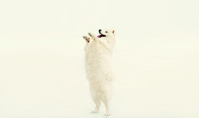 Fototapeta premium Happy cheerful white Samoyed dog standing on its hind legs on snow in winter park