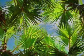 Fototapeta na wymiar Palm trees with a clear blue sky. Exotic tropical nature pattern