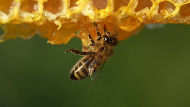 Working bee on honeycomb, close up. Colony of bees in apiary. Beekeeping in countryside. Macro shot with in a hive in a honeycomb, wax cells with honey and pollen. Honey in combs