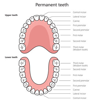 Permanent adult teeth structure diagram hand drawn schematic vector illustration. Medical science educational illustration