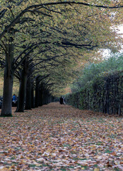 View of the treelined footpath in autumn. The Regent's Park in Autumn covered with golden fallen leaves alongside path, Autumn Colours, Vertical view, Space for text, Selective Focus.