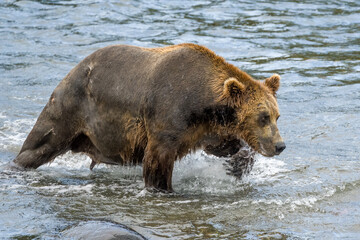 Large male Brown Bear #128 (Walker) prepares to attack another male.