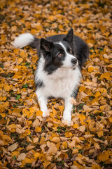 Vertical Portrait of Border Collie on Orange Fallen Leaves. Adorable Black and White Dog Lies Down in Autumn. 
