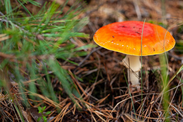 Red fly agaric mushroom in a coniferous forest. Close-up of a mushroom cap. Selective focus. Amanita muscaria.