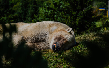 sleeping bear