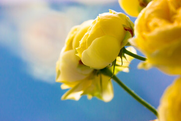 Fototapeta premium Peony-shaped roses buds. Beautiful yellow Austin roses bouquet. Amazing flowers with delicate petals view from above in florist's store. Greeting card for birthday, Mother's Day, anniversary, March 8.