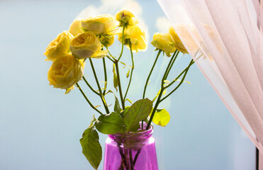 Yellow peony-shaped yellow rose. Beautiful Austin roses bouquet. Amazing flowers with delicate petals in florist's store. Floral greeting card for birthday. Flowers in vase on window sill indoors.