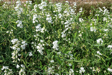 White sweet pea (lathyrus odoratus) flowers in bloom