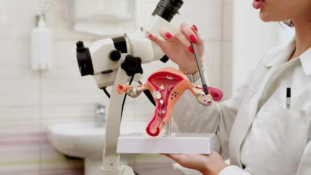 Gynecologist doctor shows pen on plastic model of uterus and ovaries to woman in clinic. Anatomical model of uterus during consultation to patient. Female reproductive system concept, women's health. 