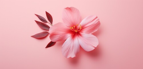 Create a realistic top-view image of a captivating pink flower on an isolated pink background.
