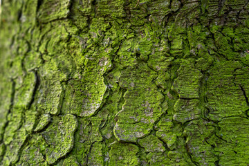 Green moss on a tree trunk