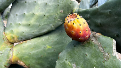 Prickly pears grown on cactus plant in Antalya Turkey.