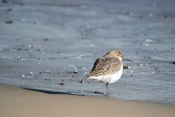 砂浜のハマシギ