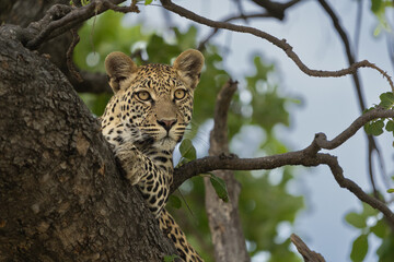 Young Female Leopard In Tree