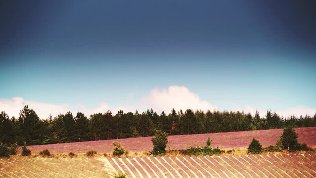 Time lapse of clouds moving over Provence landscape with blooming lavender fields. Sault region, Vaucluse nature, Plateau d'Albion, Provence-Alpes-Cote d'Azur in France.