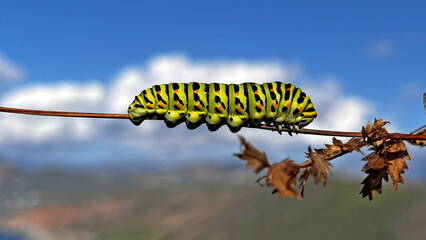 Black swallowtail butterfly caterpillar on a branch, approaching pupation.