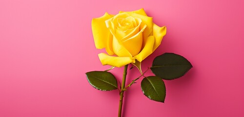 Generate a lifelike top-down photo of a striking yellow rose against a cheerful pink backdrop.