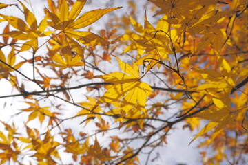 太陽光に照らされた黄色いモミジの葉
