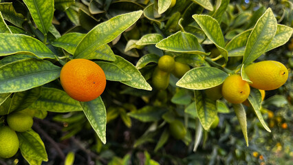 Mini kumquat plant and its fruits. In Turkish it is called 